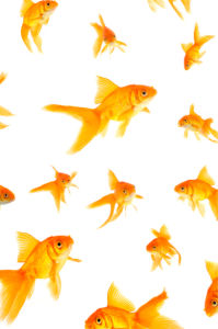 Фотошторы с золотыми рыбками (bathroom-curtain-00011)