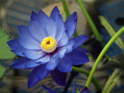 Цветы обои фото Синий лотос (flowers-0000115)