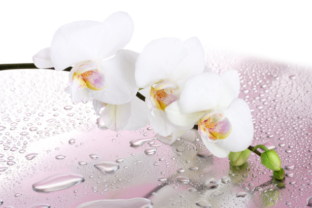 Обои фото цветок ветка орхидеи (flowers-0000520)
