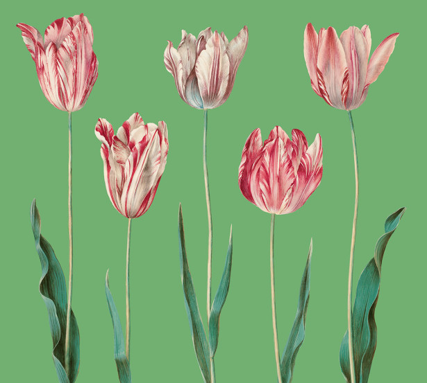 Фотообои Пять тюльпанов (flowers-807)