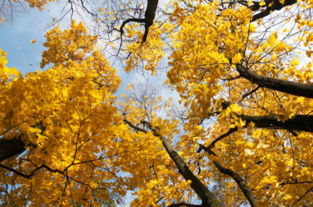 Фотообои деревья осенью (nature-0000801)