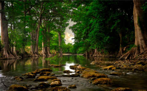 Фотообои с природой река в лесу (nature-00086)