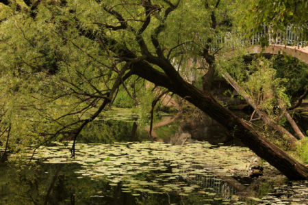 Фотообои с природой озеро, мост (nature-00103)
