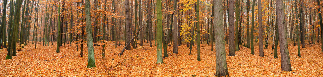 Фотообои осенний лес  панорама (panorama_0000020)