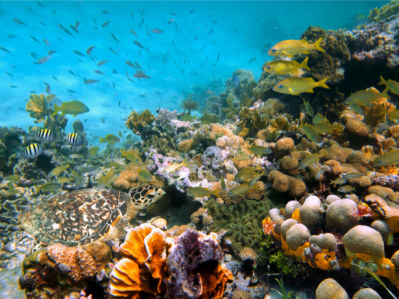 Кораллы рыбки черепахи 3д море обои (underwater-world-00050)
