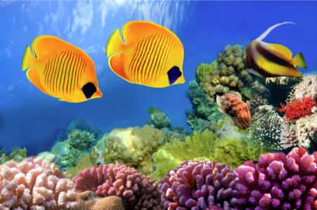 Фотообои в ванную желтые рыбки море (underwater-world-00135)
