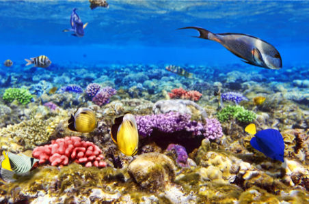 Фотообои ванная фауна рыбки (underwater-world-00148)