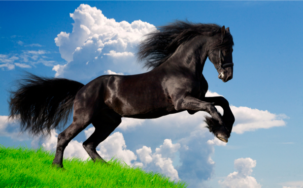 Фотообои черная лошадь (animals-0000033)