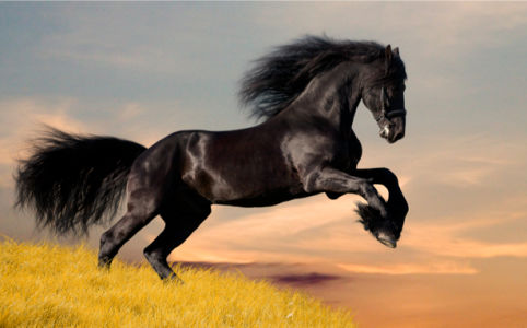Фотообои черный конь в прыжке (animals-0000045)