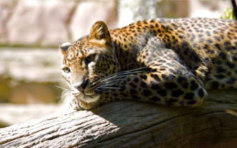 Фотообои гепард дикая природа (animals-0000054)