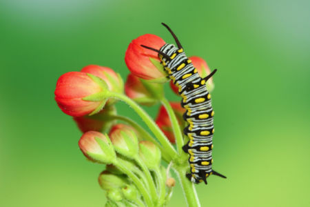 Фотообои Гусеница цветок (animals-0000447)