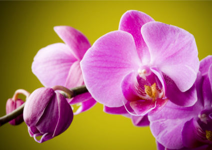 Обои для стен фото Цветущая орхидея (flowers-0000025)