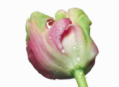 Фотообои на стену цветок - Бутон тюльпана (flowers-0000357)