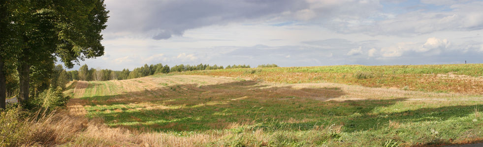 Фотообои лесная панорама поле (panorama_0000021)