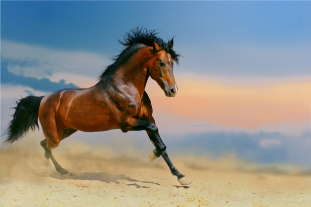 Фотообои конь лошадь в природе (animals-0000159)