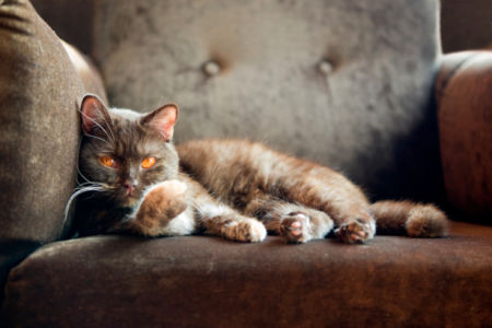 Фотообои кот на кресле (animals-0000247)