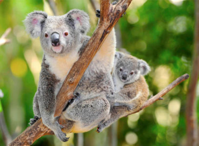 Фотообои Мишка коала (animals-0000421)