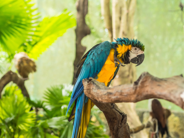 Фотообои попугаи ара фото (animals-0000499)