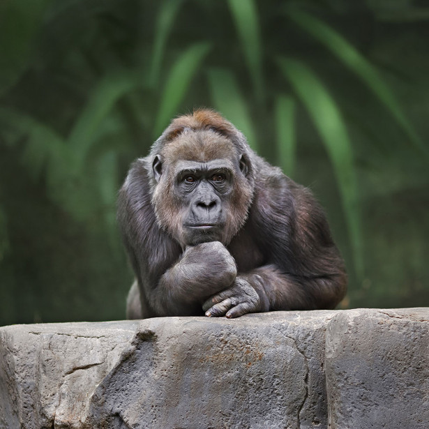 Фотообои Задумчивый горилла (animals-579)