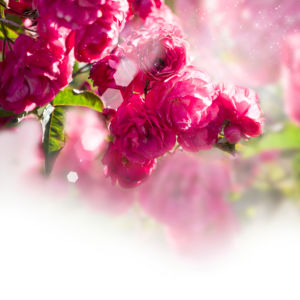 Фотообои цветов на стену Чайная роза (flowers-0000221)