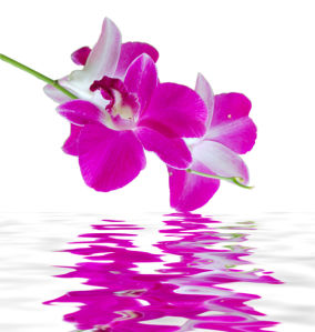 Ветка розовой орхидеи над водой фото обои цветы (flowers-0000239)
