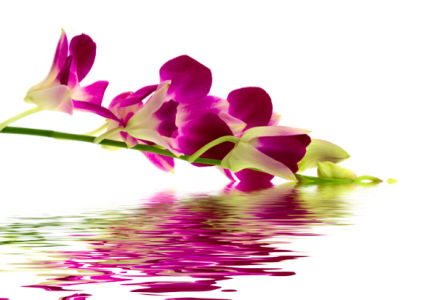 Фото обои Ветка розовой орхидеи над водой (flowers-0000298)
