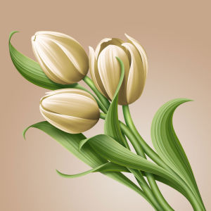 Фотообои Рисованные белые тюльпаны (flowers-742)