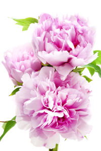 Фотошпалери рожеві півонії (flowers-771)