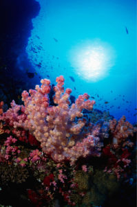 Фотообои 3д подводный мир кораллы (underwater-world-00063)