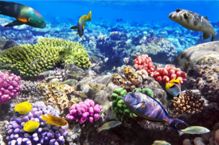 Фотообои для ванны коралловый риф (underwater-world-00160)