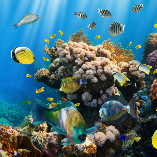Фотообои в ванную рыбки подводный мир (underwater-world-00209)