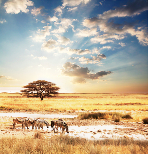 Фотообои с природой зебры саванна (animals-0000002)