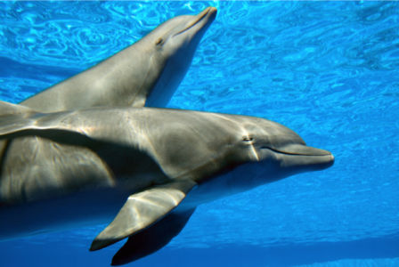 Фотообои под водой дельфины (animals-0000156)