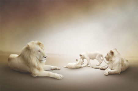 Фотообои львиная семья лев (animals-0000303)