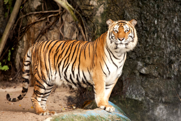 Фотообои тигр возле воды (animals-0000378)