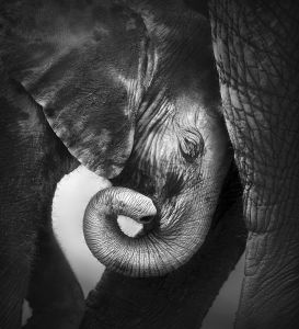 Фотообои Любовь слоненка (animals-560)