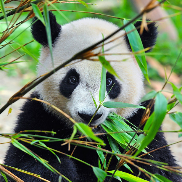 Фотообои Панда спряталась (animals-572)