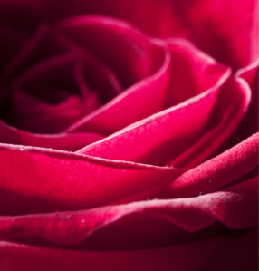 Красивые цветы фотообои Алая, красная роза (flowers-0000081)