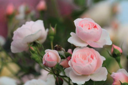 Куст роз - Фотообои на стену (flowers-0000217)