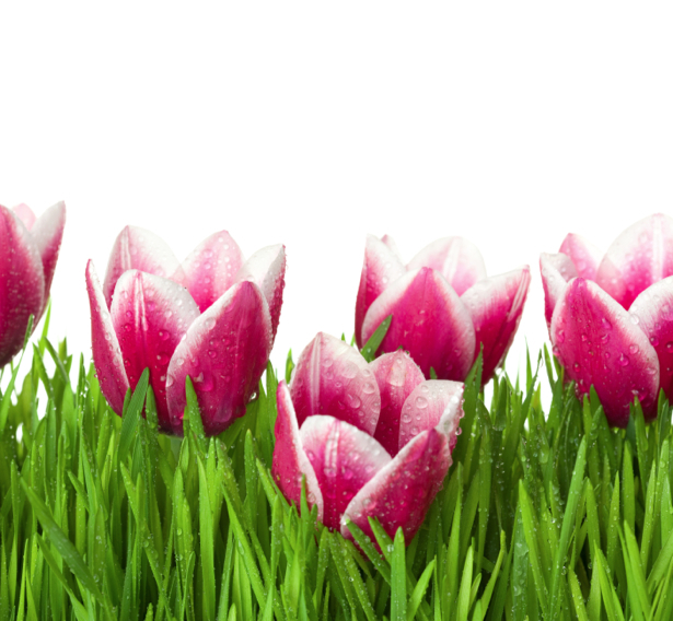 Фото обои для стен розовые тюльпаны (flowers-0000506)