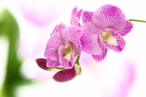 Фото обои цветок ветка орхидеи (flowers-0000524)