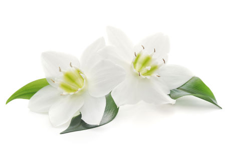 Фотообои Два белых цветка (flowers-806)