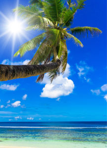 Фотообои пальма на фоне моря (sea-0000193)