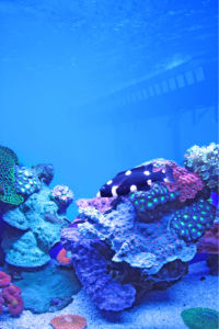 Кораллы, рыбки фотообои для ванны (underwater-world-00165)