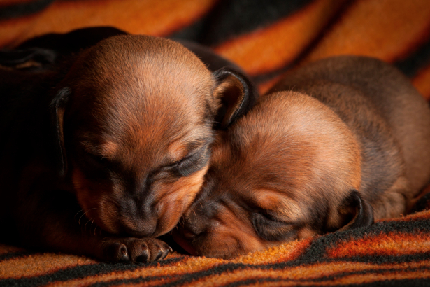 Фотообои собачьи щенки (animals-0000016)