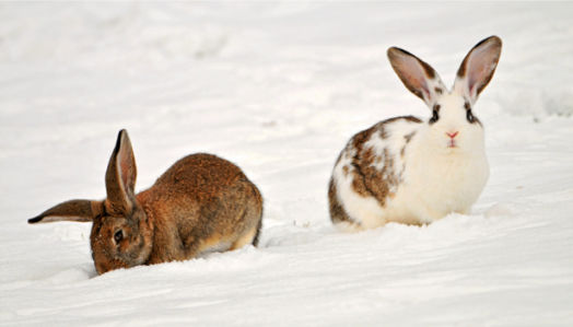 Фотообои зайцы, заец, кролик, (animals-0000057)