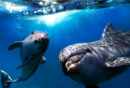 Фотообои дельфины под водой (animals-0000270)
