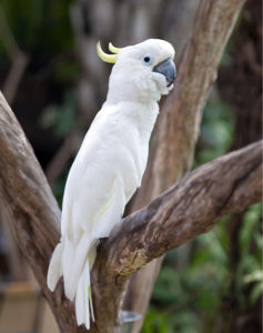 Фотообои белый Попугаи (animals-0000411)