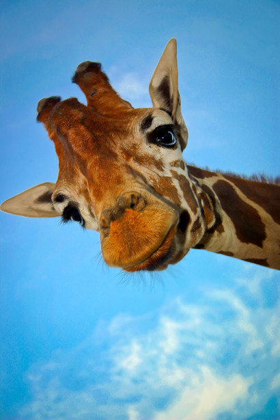 Фотообои Любопытный жираф (animals-512)