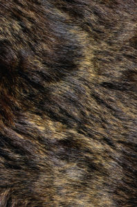 Фотообои текстура мех волка (background-0000307)